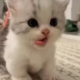 @dadaayaa