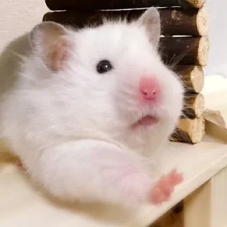 🤚
