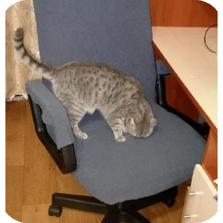 🐱