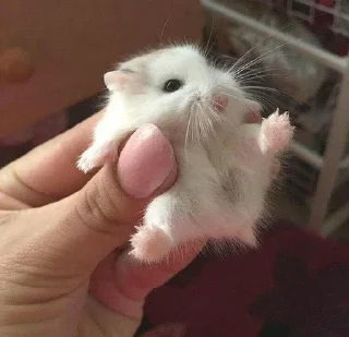 ^^_Animal_mem_^^