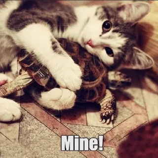 😽