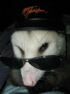 😎