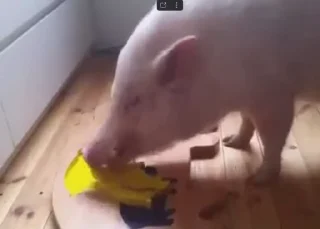 🐷