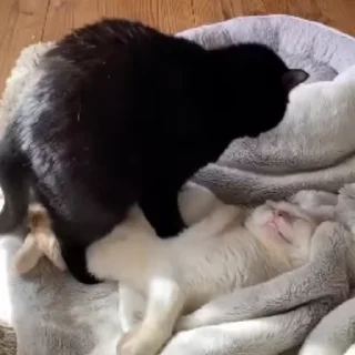 😂