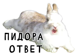 Гнилые кролики @gnilyebaby