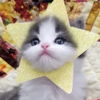 ⭐️