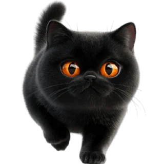 🐈‍⬛️