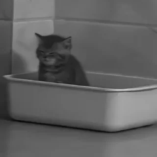 🐈‍⬛️