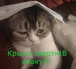 🐱