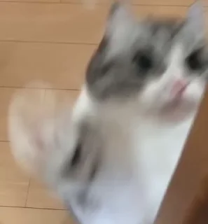 🐈