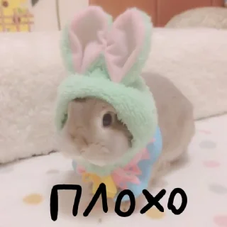 🐰