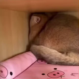 🌟