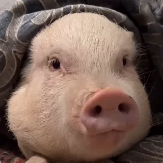 😄