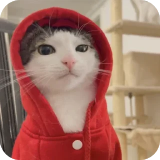 🐱