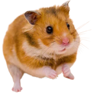 🐹