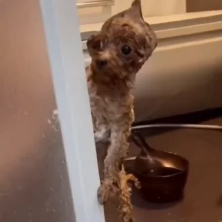 🐕‍🦺