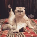 😹