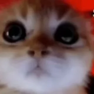 😡