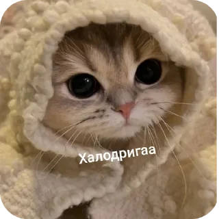 🐱