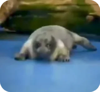 😢