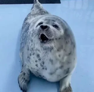 😲