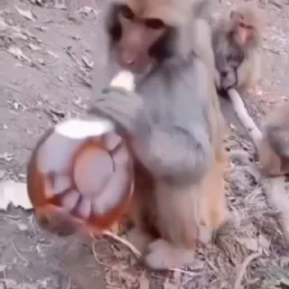 🐒
