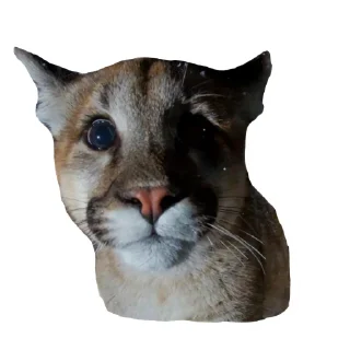 🐱