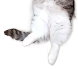 🐈