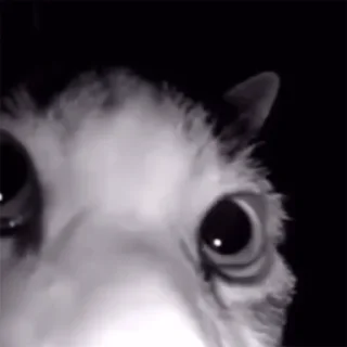 MEOW @evkyzv