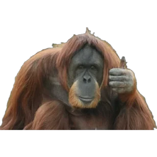 👍