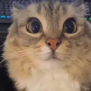 🐈‍⬛️