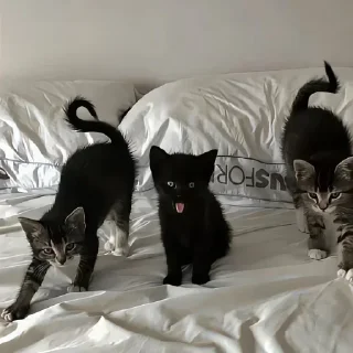 🐾