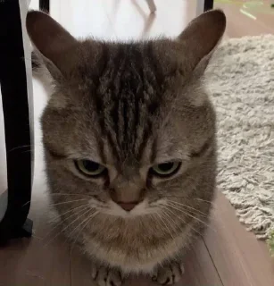 😾