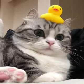 🦆