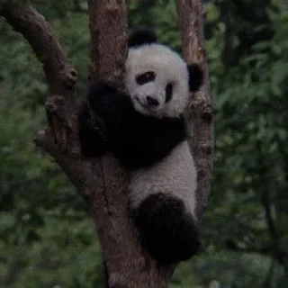 🐼