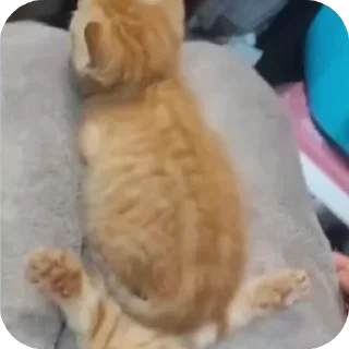 🤩