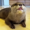 @citatyanimal Выдры
