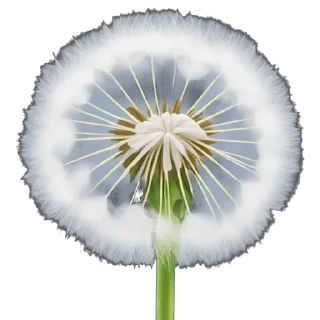 🌼