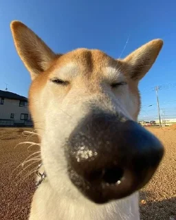 🌟