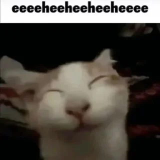 😸