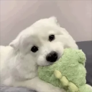 🐶