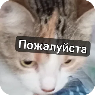 🐱