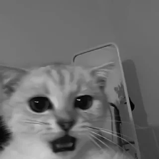 🐈‍⬛️