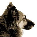 🐺