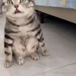 🐈‍⬛️