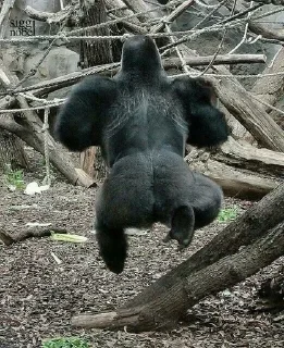 👣