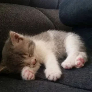 🥺