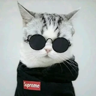 🐈