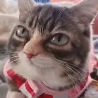 Дурашка Винки @flowwercat