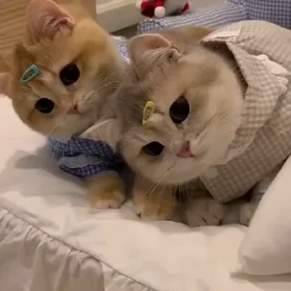 🐱